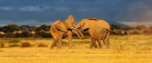 Quand faire un safari pour prendre les plus belles photos ?
